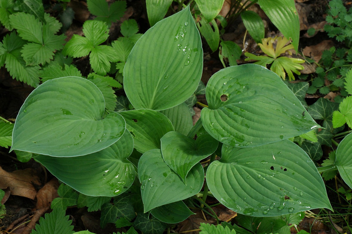 hojas verdes de planta llenas de rocio