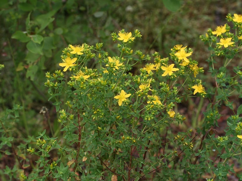 Hypericum perforatum en estado natural