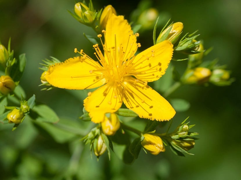 detalle de la flor del Hypericum perforatum
