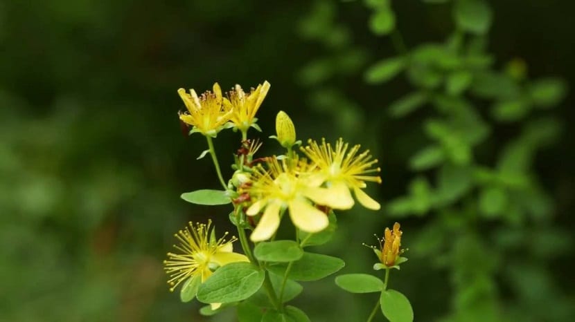 florecimiento del Hypericym perforatum