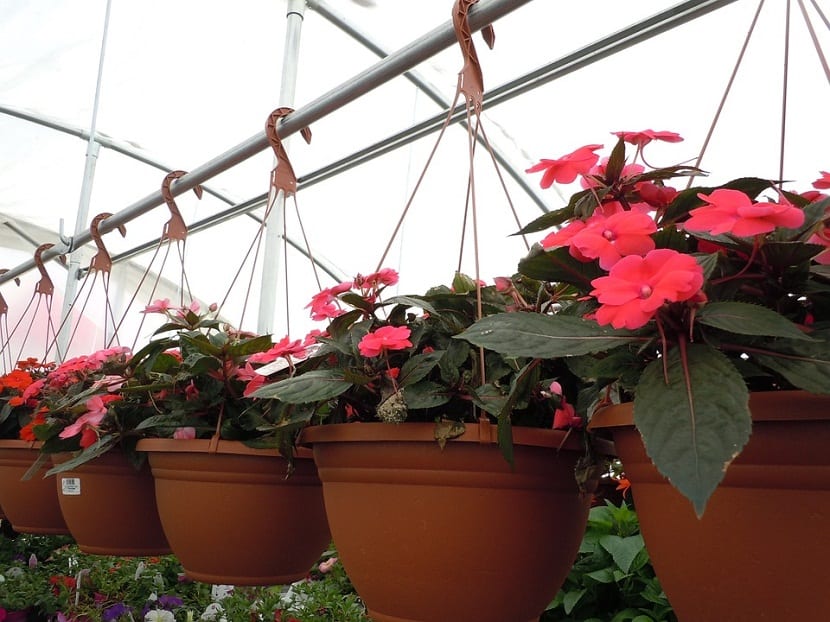 Ideas para decorar plantas a traves del uso de colgantes