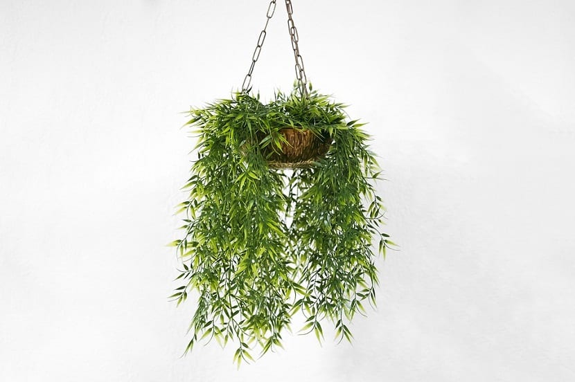 las plantas tienen diferentes usos