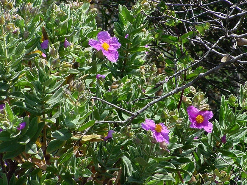 Características de la jara de Cartagena