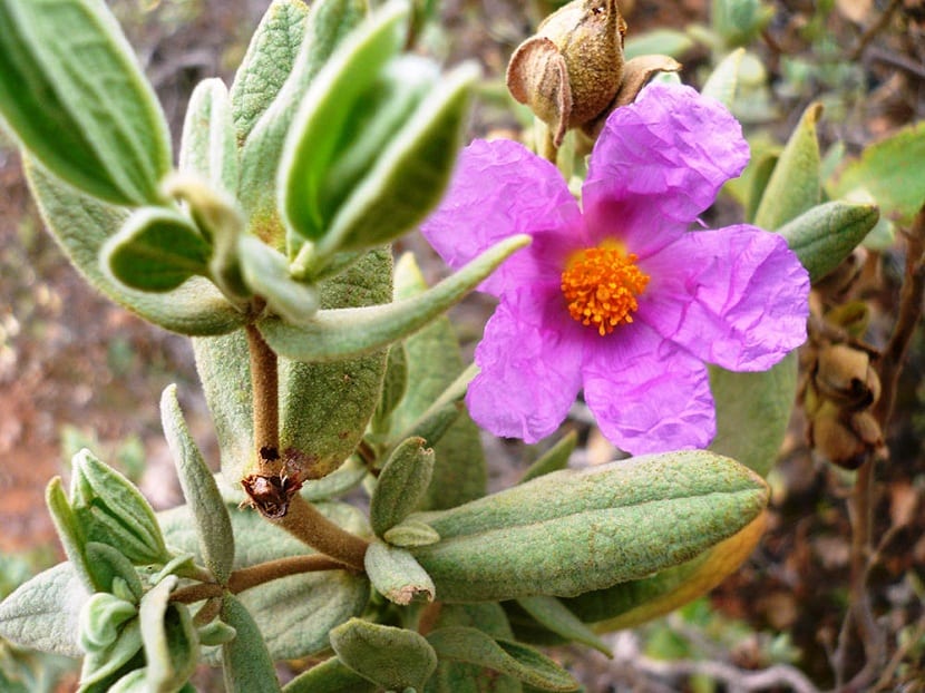Flores de la jara de Cartagena
