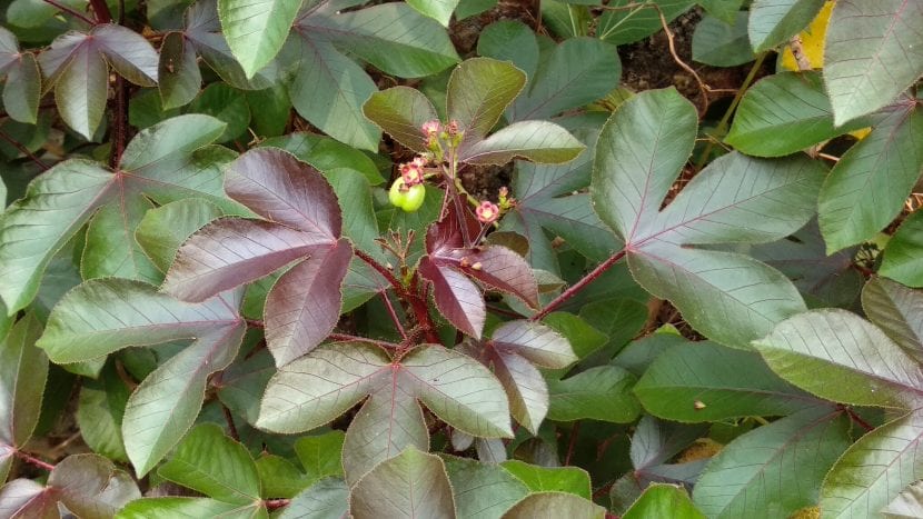 Jatropha gossypiifolia