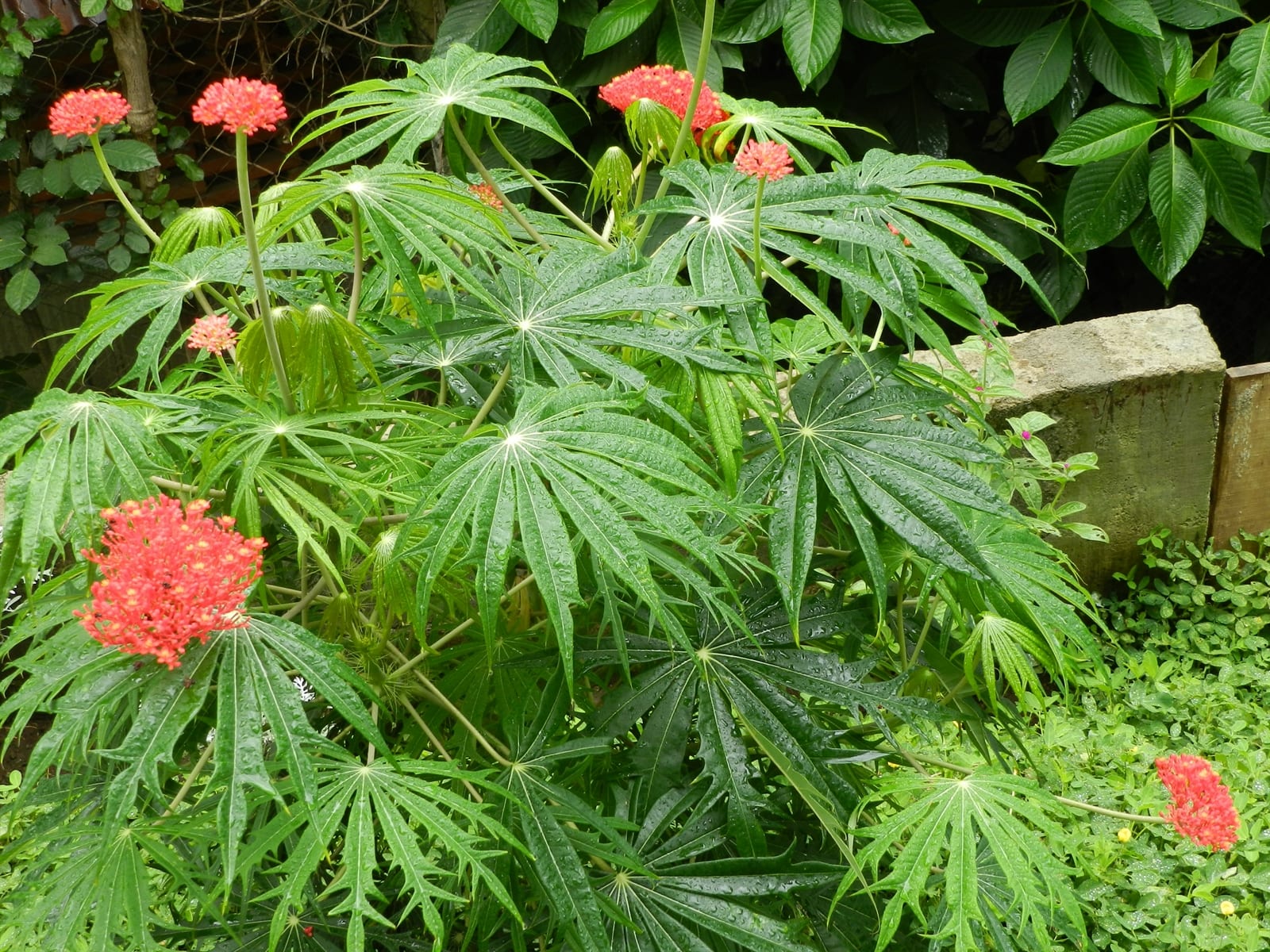Hoja profundamente dividida de Jatropha multifida