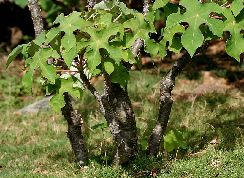 Jatropha podagrica
