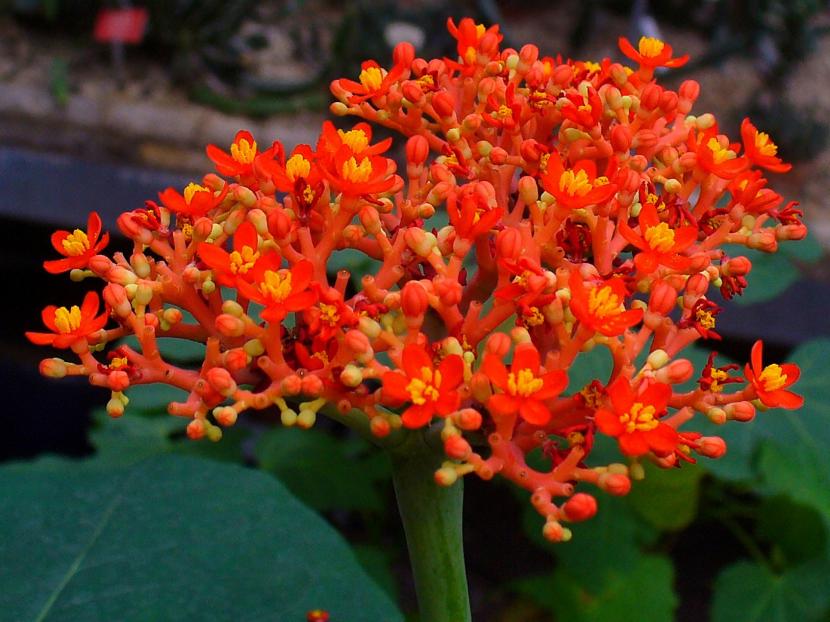 Flores Jaropha podagrica