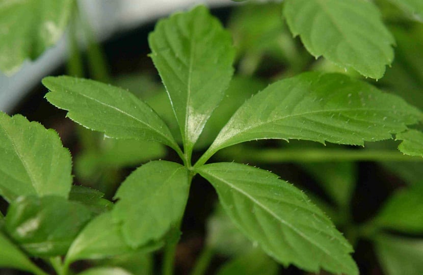 Jiaogulan: cultivo, cosecha y precauciones de uso