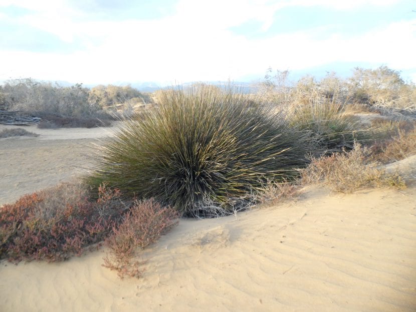 Juncus acutus, una planta muy resistente a la salinidad