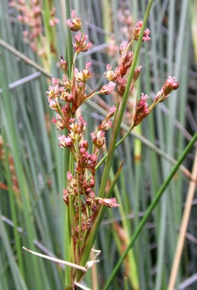 Vista de las preciosas inflorescencias del Juncus acutus