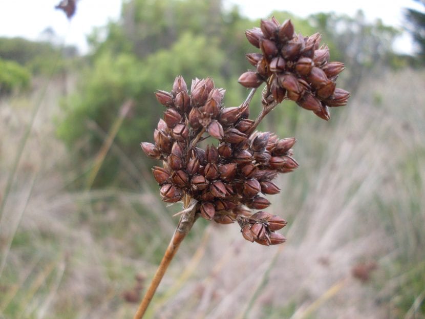 Puedes multiplicar el Juncus acutus por semillas fácilmente