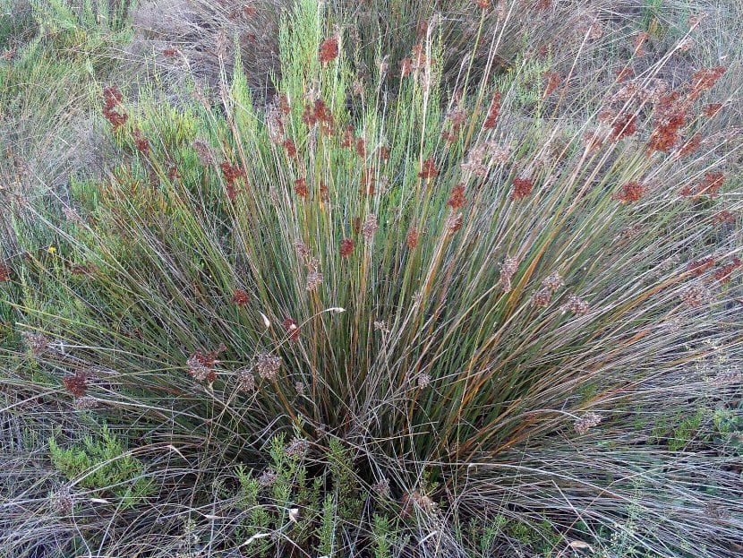 Vista de una planta adulta de la especie Juncus acutus subsp. acutus