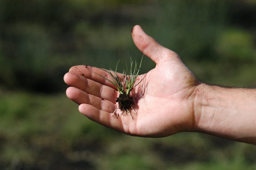 Planta tu joven Juncus acutus en maceta o en el jardín