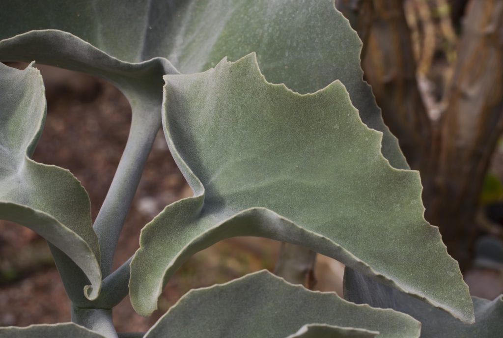 Hoja del Kalanchoe beharensis