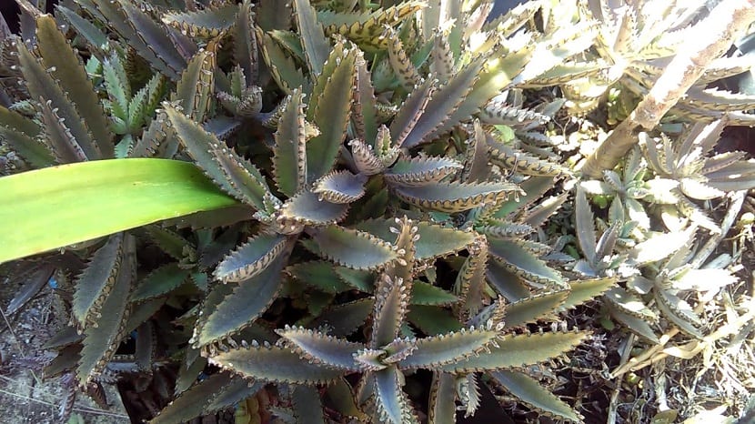 extrana planta parecida a los cactus y de nombre Kalanchoe Gastonis-Bonnieri