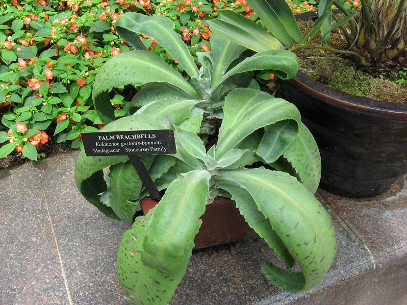 Kalanchoe gastonis-bonnieri de hojas grandes y moteadas en maceta