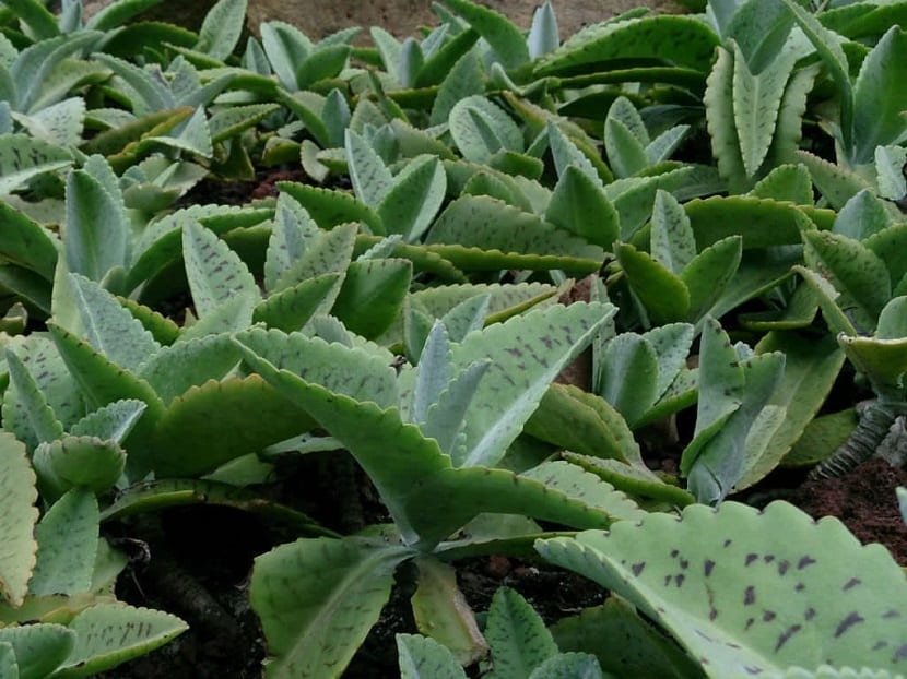 plantas de tamano pequeno plantadas todas juntas en la tierra