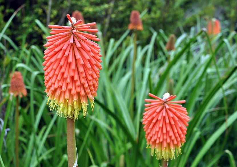 Kniphofia uvaria