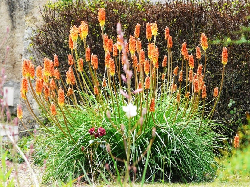 Planta exótica, la Kniphofia uvaria