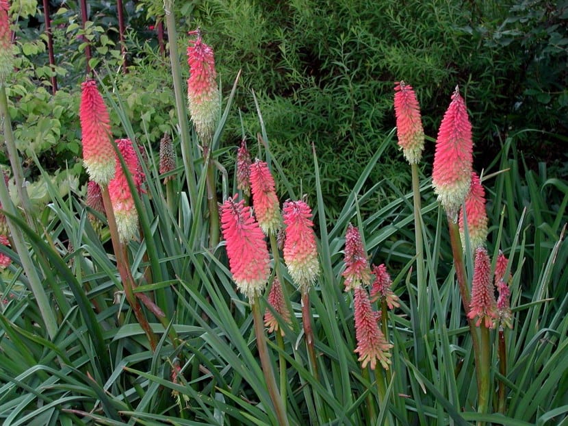 Kniphofia uvaria, una flor exótica