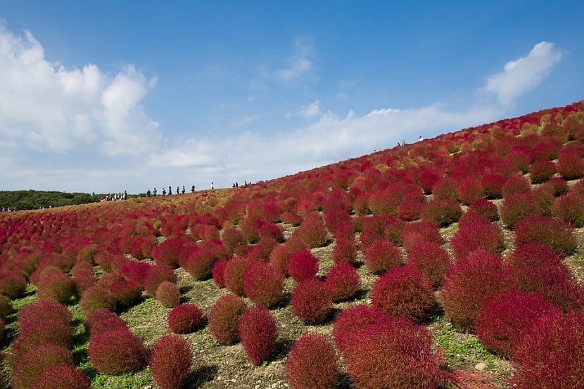 Ladera llena de Kochia scoparia de color rojizo