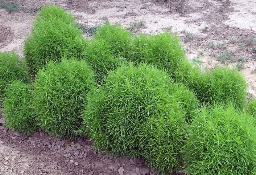 ️ Kochia scoparia (Bassia scoparia) Guía Completa 2024