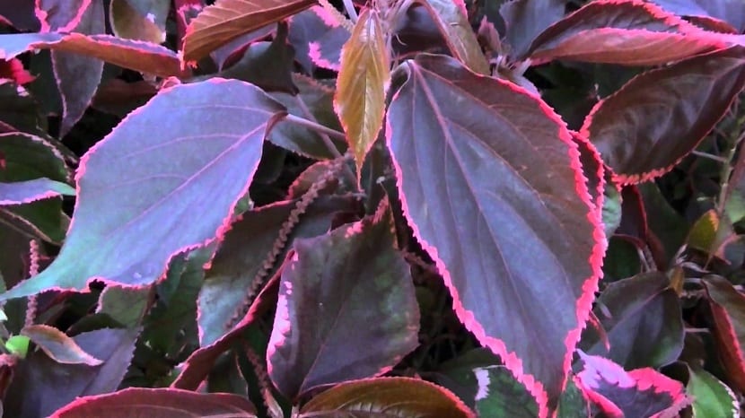acalypha