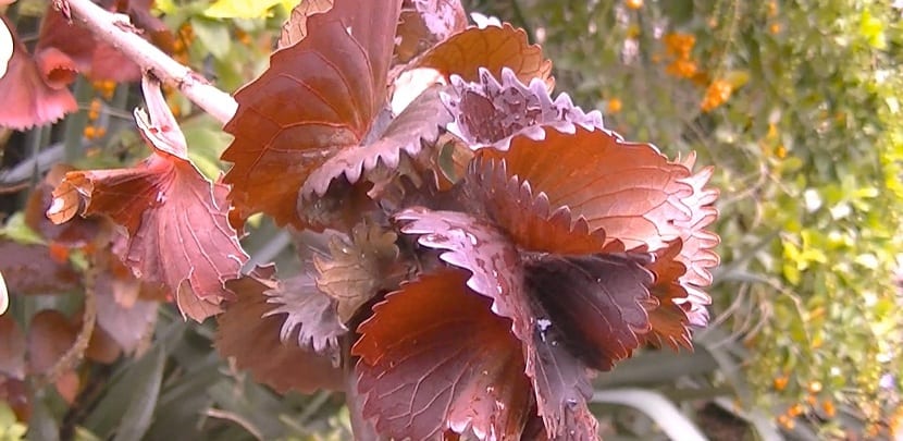 hojas acalifa