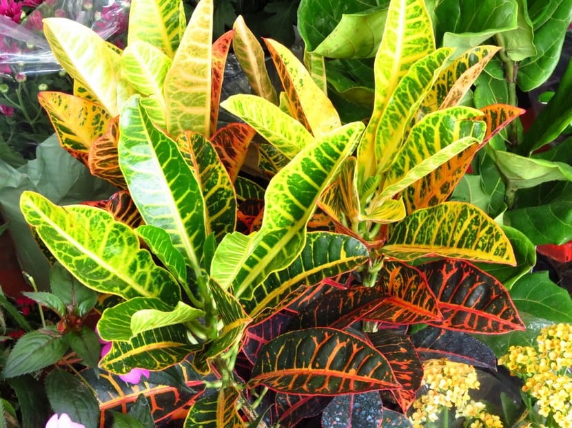 Croton