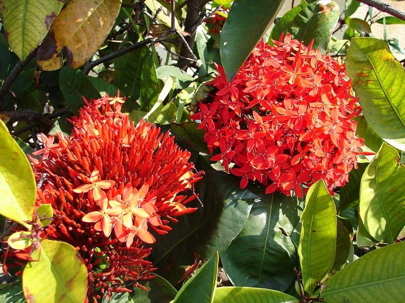 Maui ixora
