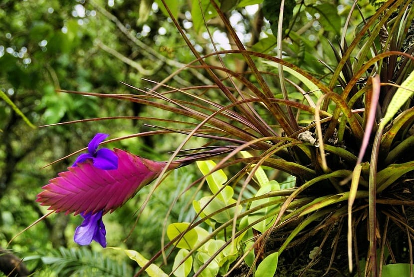 la bromelia es una flor exotica