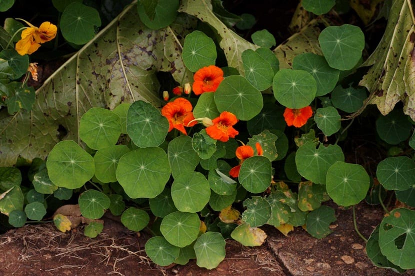 Las capuchinas son plantas que pueden tener un porte erguido, trepador o postrado