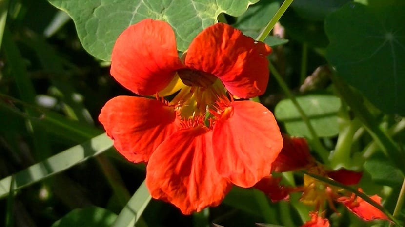 Características de la planta Tropaeolum majus