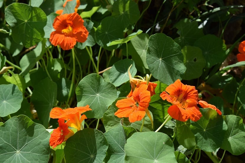 Tropaeolum majus, más comúnmente conocida como la capuchina