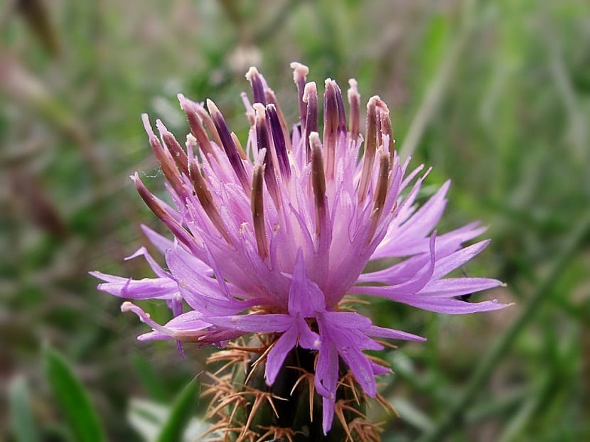 flor de la especie de planta llamada Centaurea aspera de color rosaceo