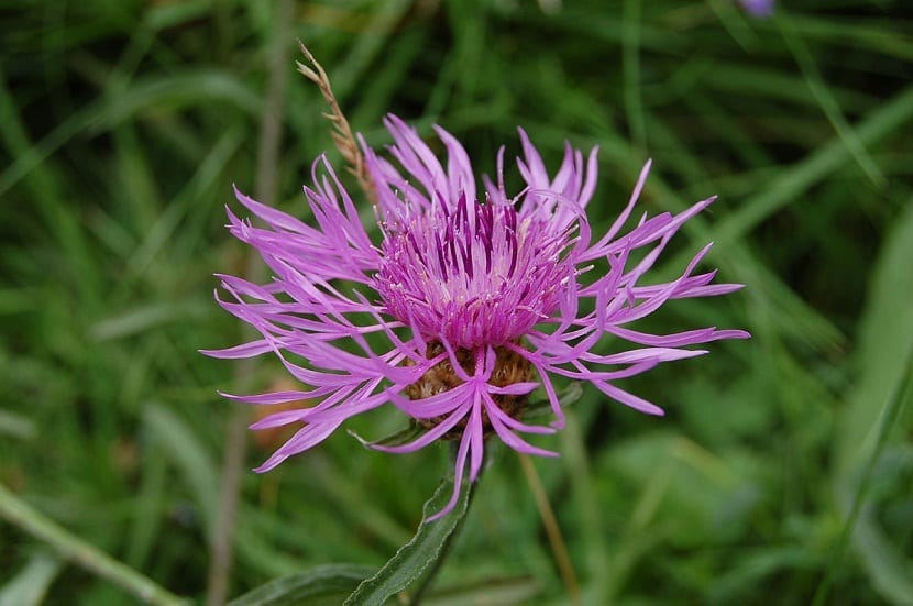 imagen de la flor rosada de la planta Centaurea aspera de cerca