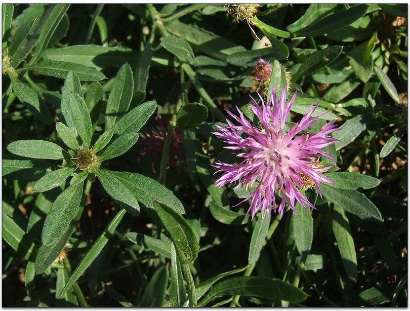 imagen de una flor de cerca de un arbusto de plantas llamado Centaurea aspera