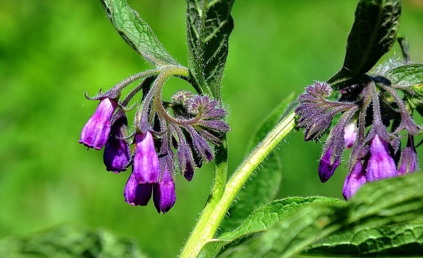 Symphytum officinale o  Consuelda