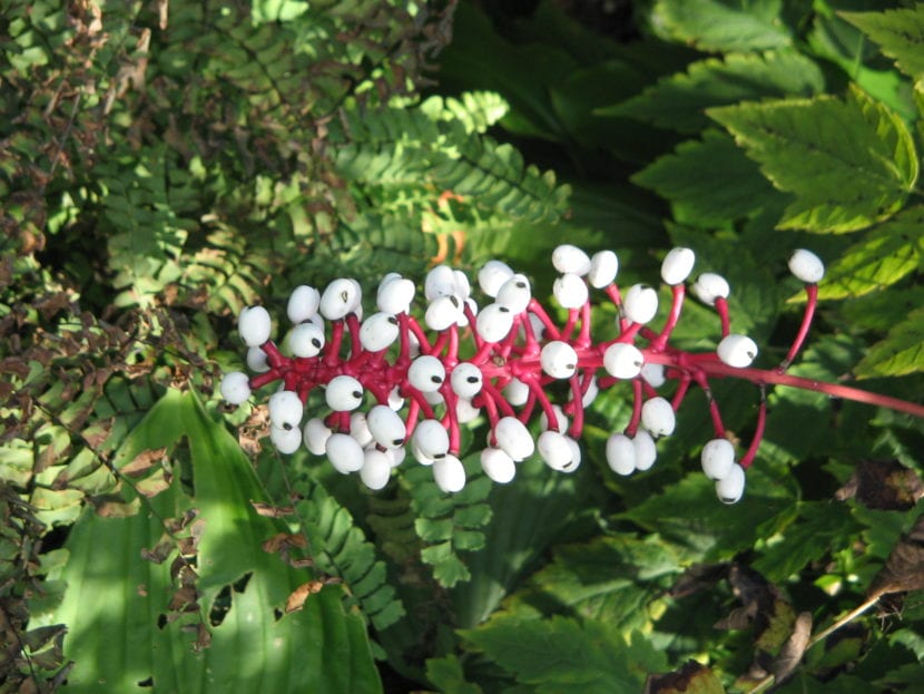 Frutos de la Actaea pachypoda