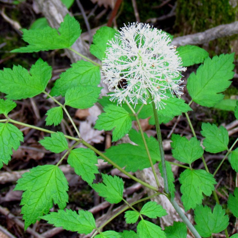 Flores de Actaea pachypoda
