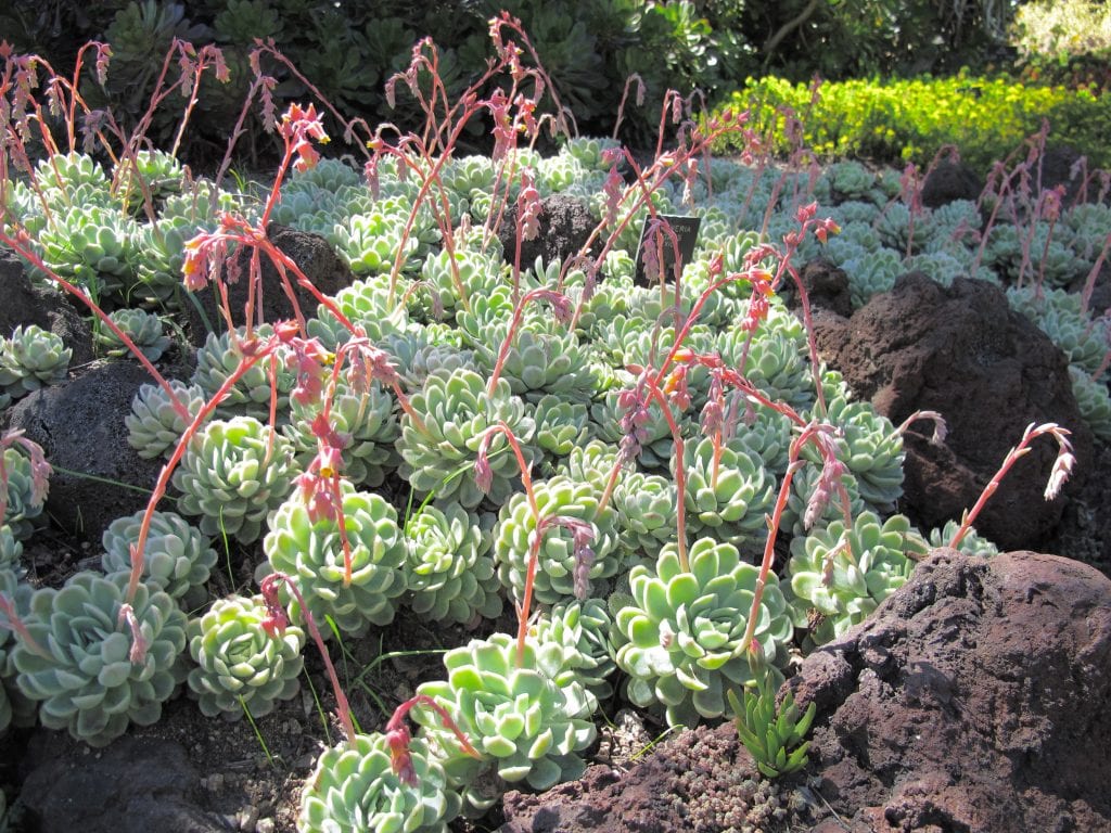 Echeveria elegans