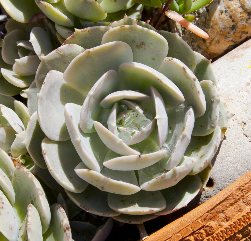 Rosa de alabastro