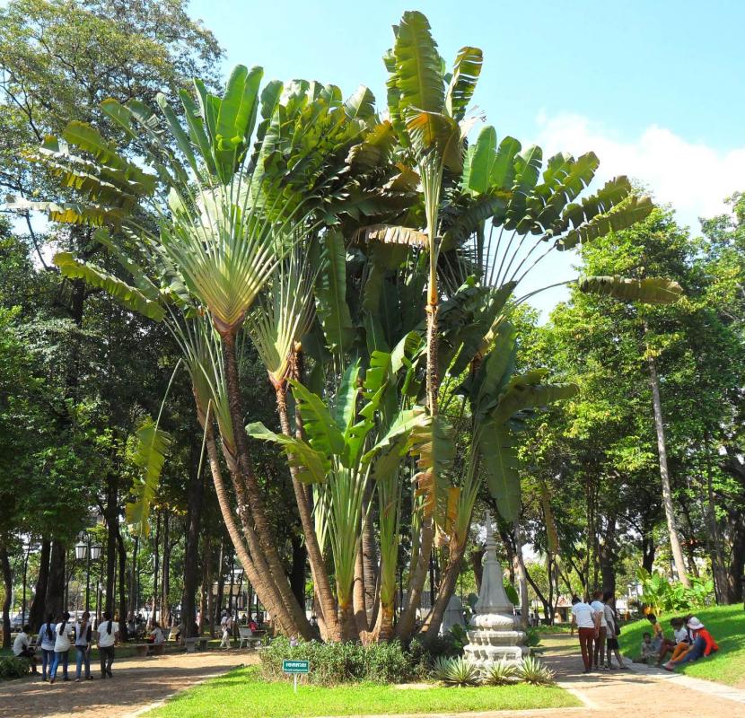Ravenala