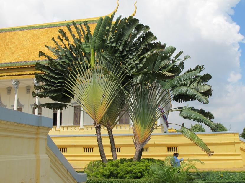 Ravenala madagascariensis