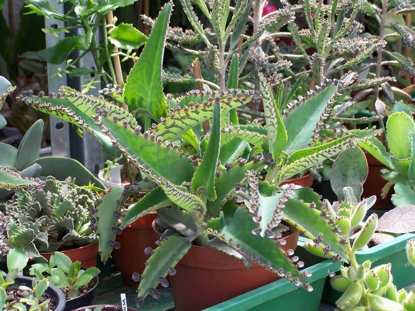 Kalanchoe daigremontiana