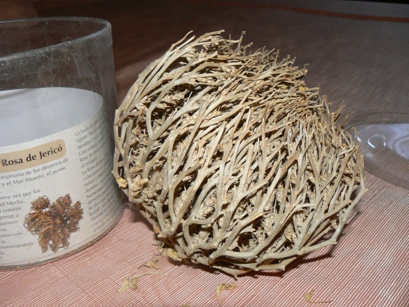 Rosa de Jericó 
