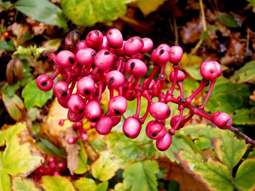 Actaea pachypoda f. rubrocarpa
