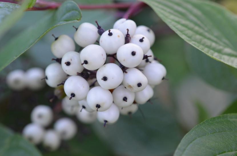 Actaea