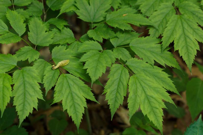 Hojas de Actaea
